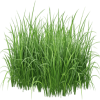 Grass-fed bovine collagen