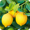 Vitamin C