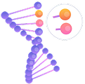 Hydrolyzed Peptides